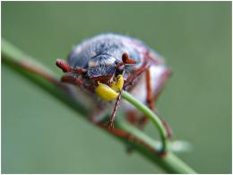 Chafer